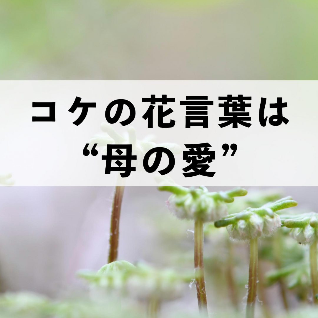 コケの花言葉は 母の愛 母の日の贈り物に苔テラリウムがおすすめ 苔テラリウム専門サイト 道草michikusa 苔テラリウム 小さなコケの森 コケ商品の企画販売 ワークショップ