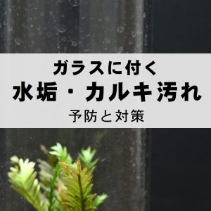 苔テラリウム　ガラス　水垢　カルキ汚れ