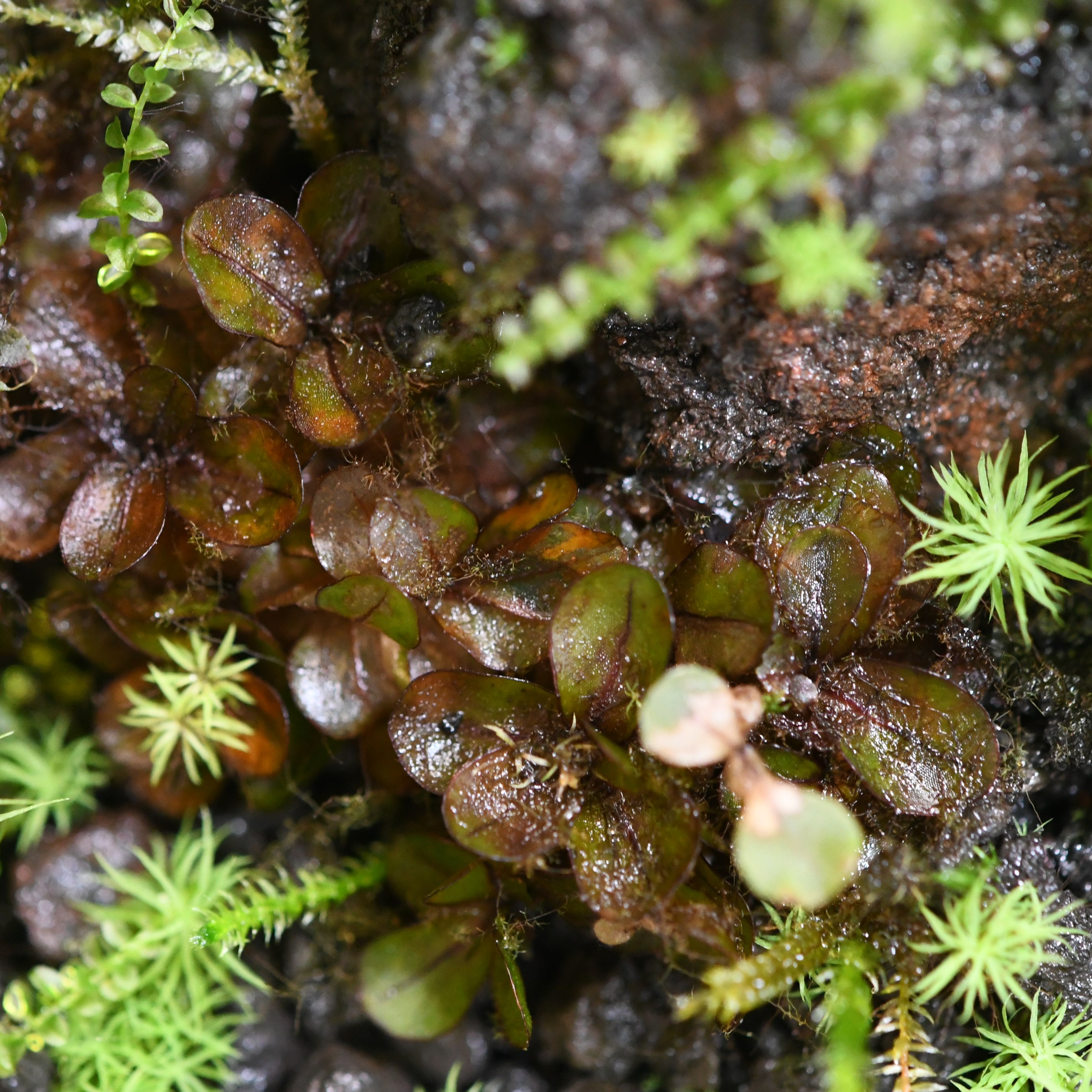 ケチョウチンゴケ | 苔テラリウム専門サイト｜道草michikusa | 苔テラリウム 小さなコケの森／コケ商品の企画販売・ワークショップ