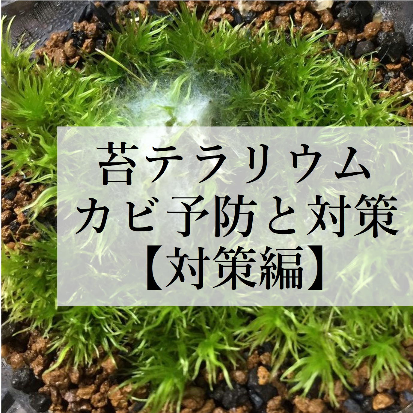 苔テラリウムのカビ予防と対策【対策編】 | 苔テラリウム専門サイト