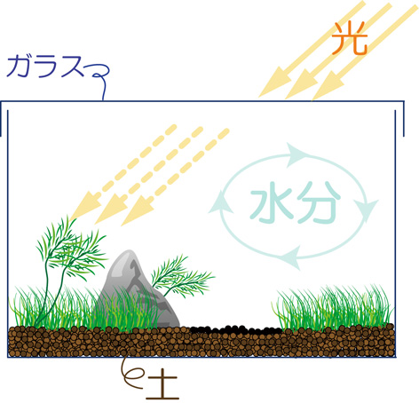 テラリウム とは テラリウムの定義と歴史をおさらいします 苔テラリウム専門サイト 道草michikusa 苔テラリウム 小さなコケの森 コケ商品の企画販売 ワークショップ