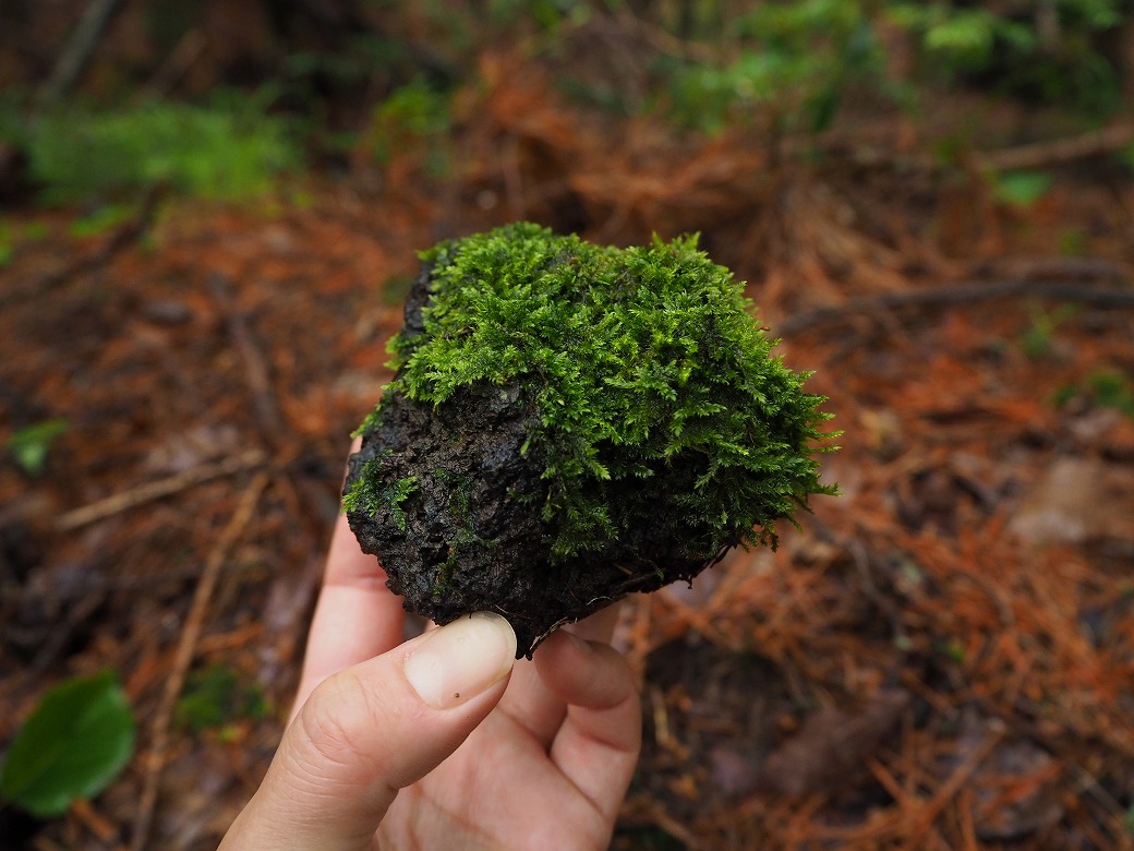 天然苔八ヶ岳産～希少！！石に育つヒカリゴケ！！～ 苔玉・苔