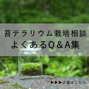 苔テラリウムに不向きな コケ５選 苔テラリウム専門サイト 道草michikusa 苔テラリウム 小さなコケの森 コケ商品の企画販売 ワークショップ