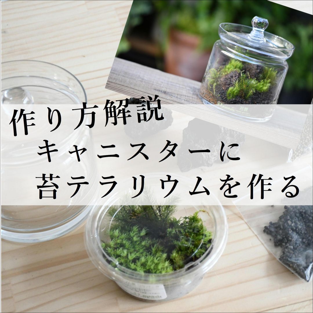 初心者でも簡単 ガラスキャニスターでつくる苔テラリウムの作り方 初めての方向けキット 苔テラリウム専門サイト 道草michikusa 苔 テラリウム 小さなコケの森 コケ商品の企画販売 ワークショップ