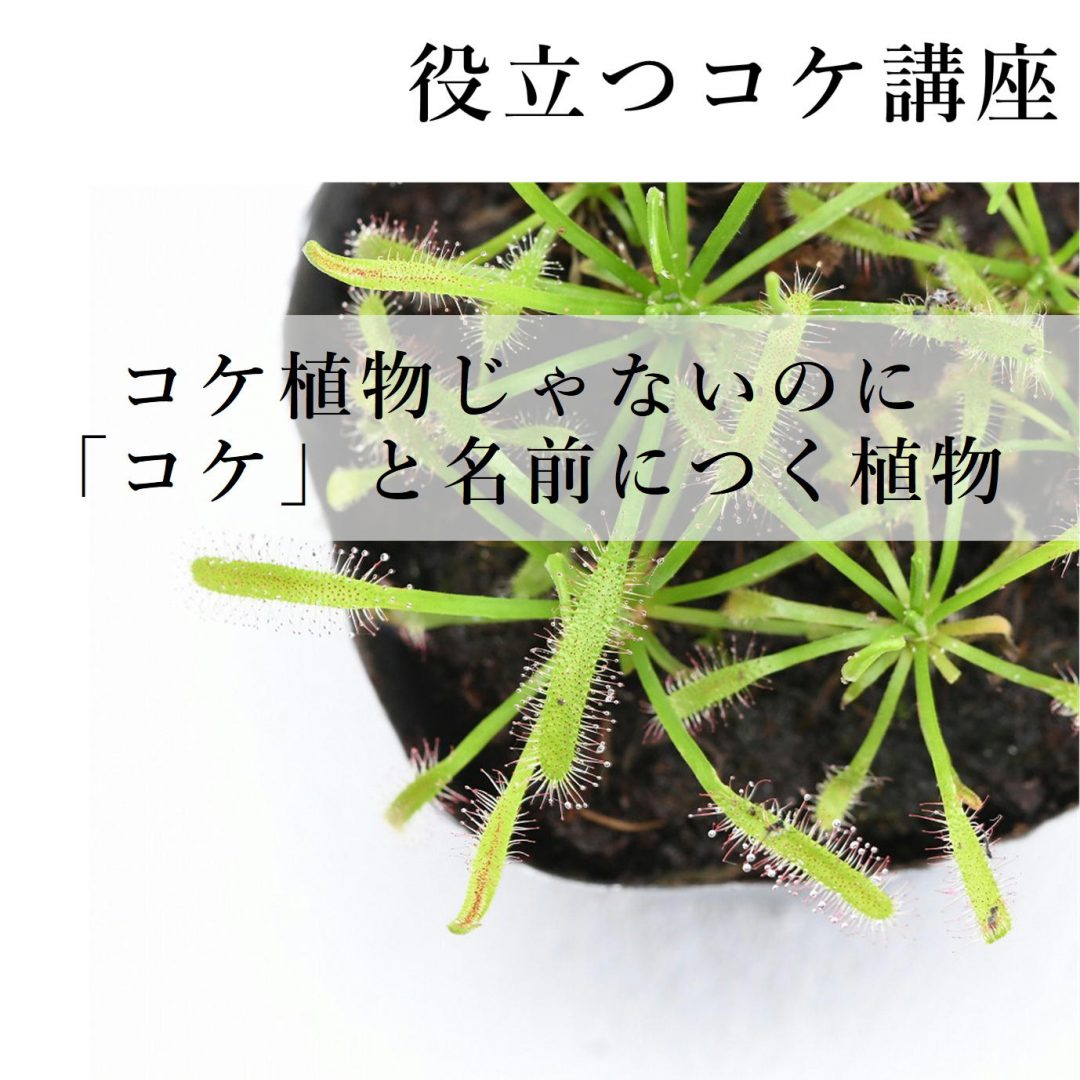 役立つコケ講座】コケ植物じゃないのに「コケ」と名前につく植物 | 苔テラリウム専門サイト｜道草michikusa | 苔テラリウム 小さなコケの森／コケ 商品の企画販売・ワークショップ