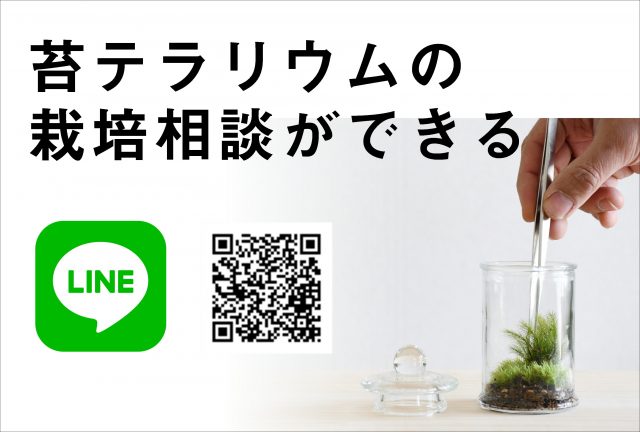 苔テラリウムの栽培相談ができるline 苔テラリウム専門サイト 道草michikusa 苔テラリウム 小さなコケの森 コケ 商品の企画販売 ワークショップ