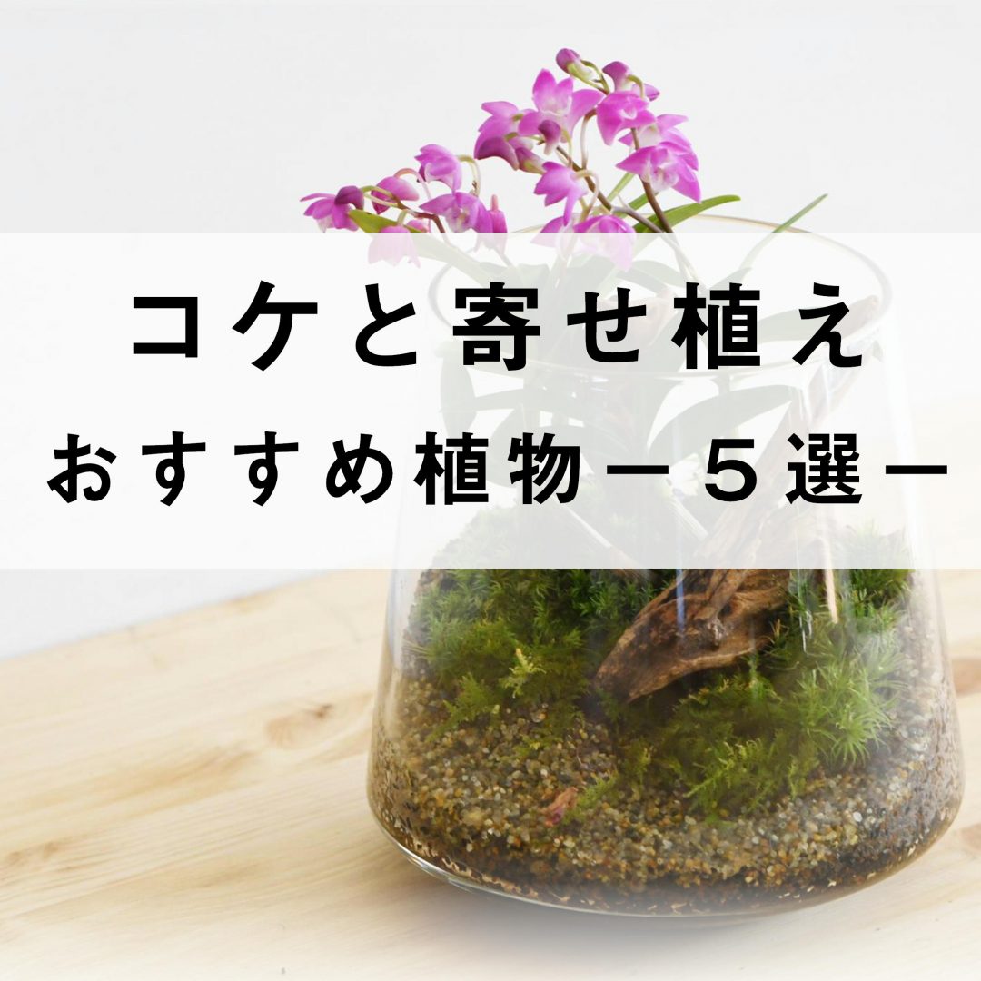 テラリウムで苔と寄せ植えにできるおすすめの植物５選 苔テラリウム専門サイト 道草michikusa 苔テラリウム 小さなコケの森 コケ商品の企画販売 ワークショップ