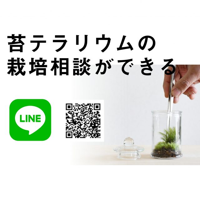 苔テラリウム専門サイト 道草michikusa 苔テラリウム 小さなコケの森 コケ商品の企画販売 ワークショップ ガラス容器の中でコケを育てる苔 テラリウム 小さなコケの森 シリーズなど 道草michikusa 苔クリエイター 石河英作がコケ植物を中心に育てて楽しむ植物の