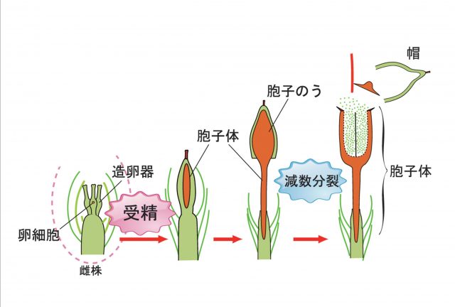 コケはどうやってふえるの コケの雌雄と生殖の不思議 苔テラリウム専門サイト 道草michikusa 苔テラリウム 小さなコケの森 コケ 商品の企画販売 ワークショップ