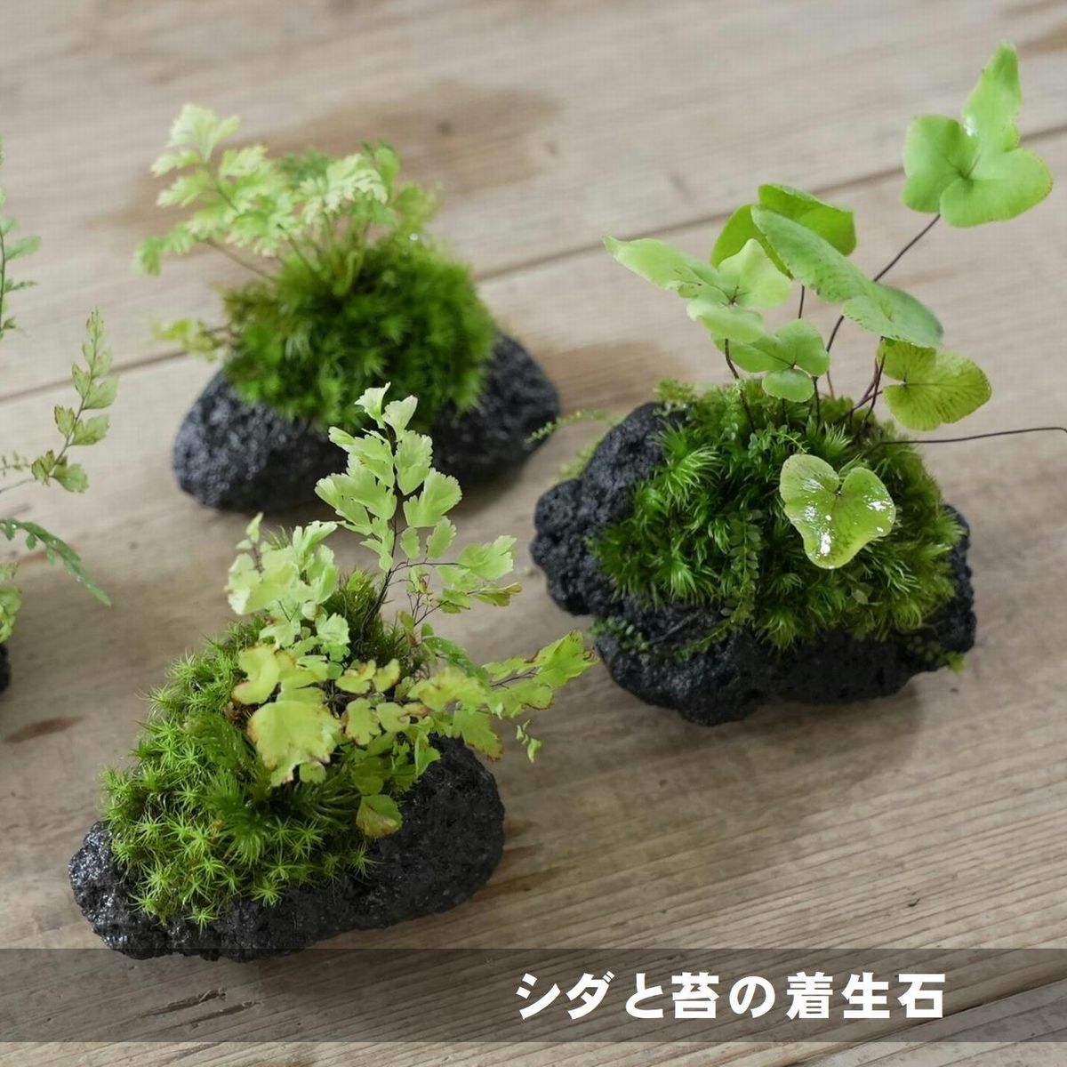 【高い品質】苔テラリウムに　幻想的な苔石　珍種使用 レイアウト用品