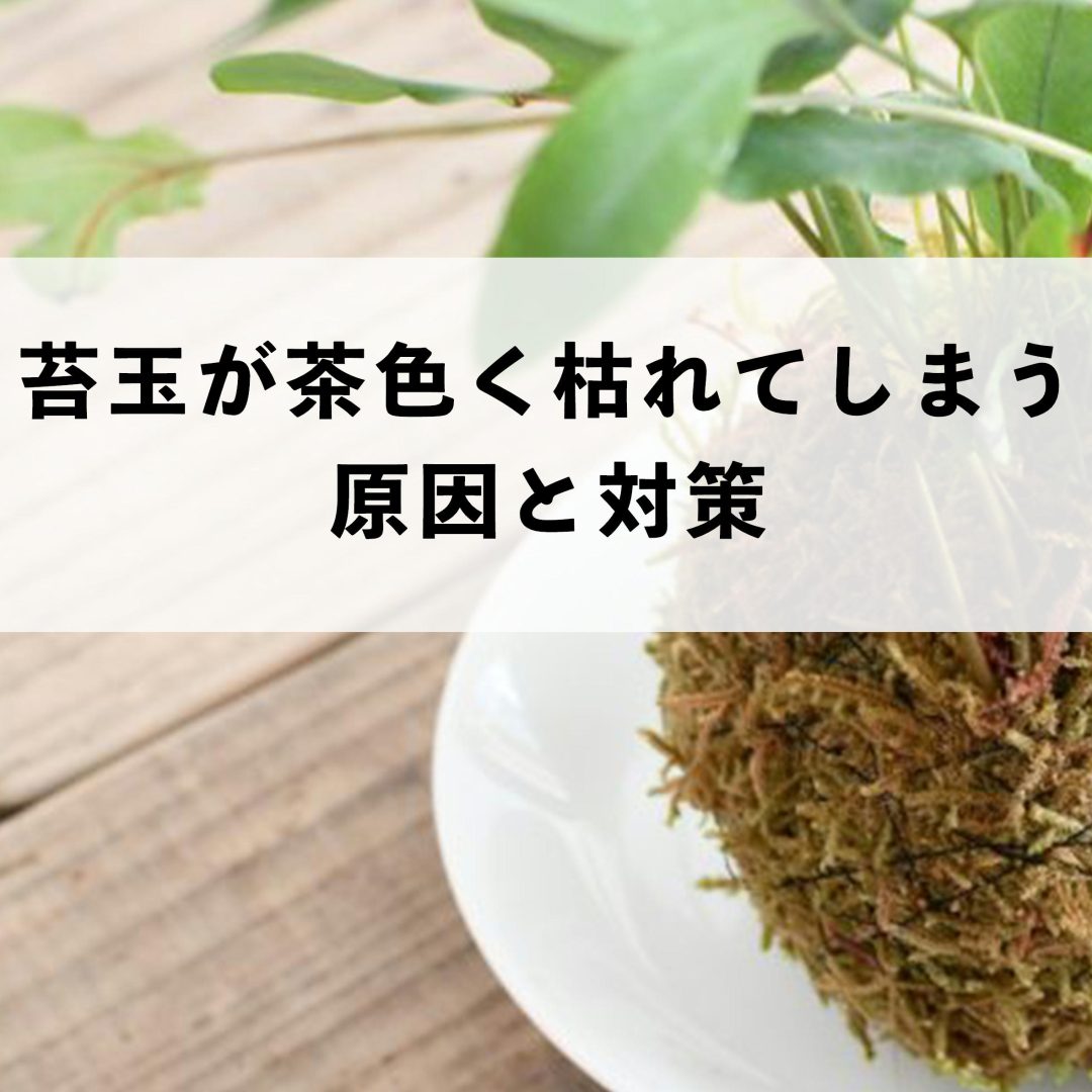 どうして？苔玉が茶色くなってしまう原因と対策 | 苔テラリウム専門