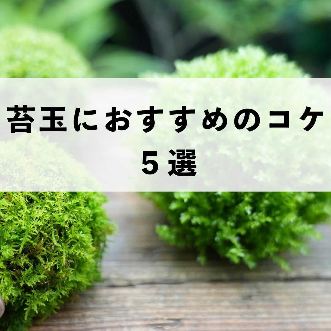 苔玉作りにおすすめのコケ５選 | 苔テラリウム専門サイト｜道草michikusa | 苔テラリウム 小さなコケの森／コケ商品の企画販売・ワークショップ