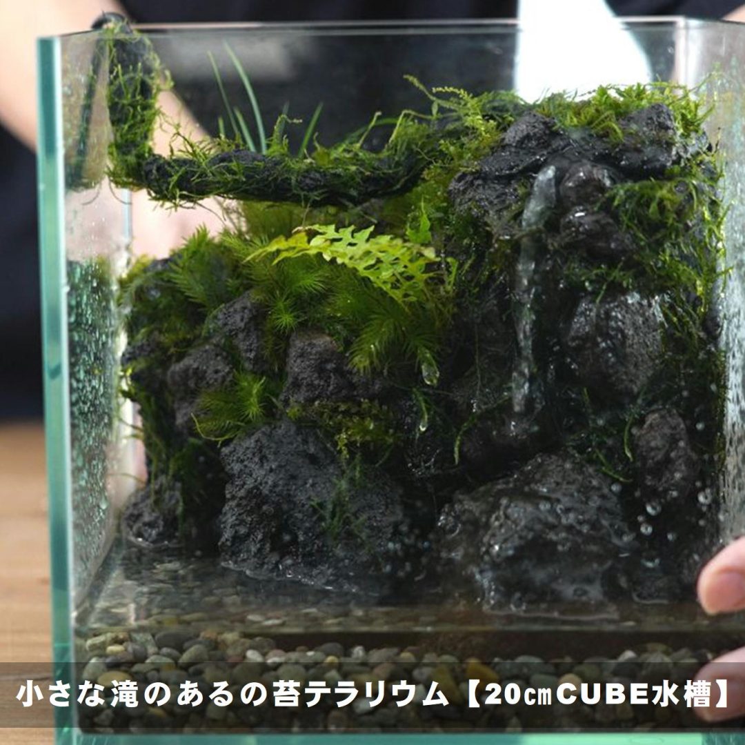 小さな滝のある苔テラリウムをつくる【20㎝CUBE水槽】 | 苔テラリウム専門サイト｜道草michikusa | 苔テラリウム 小さな コケの森／コケ商品の企画販売・ワークショップ